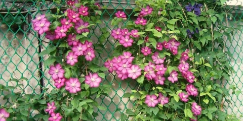 Zašto lišće klematisa požuti i osuši: šta učiniti